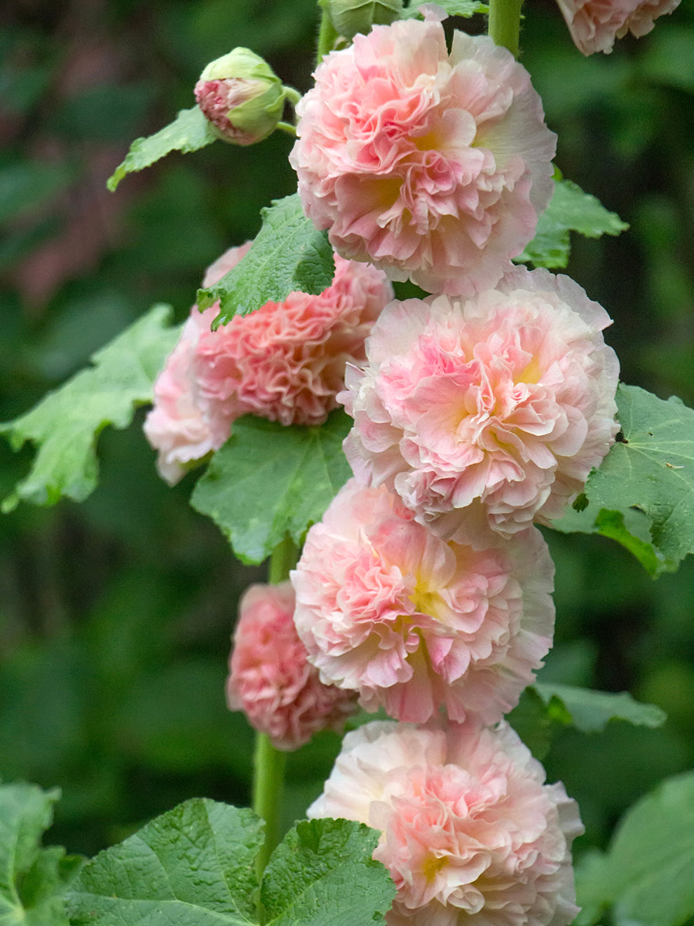 Alcea Majorette Double Pink (hollyhock)