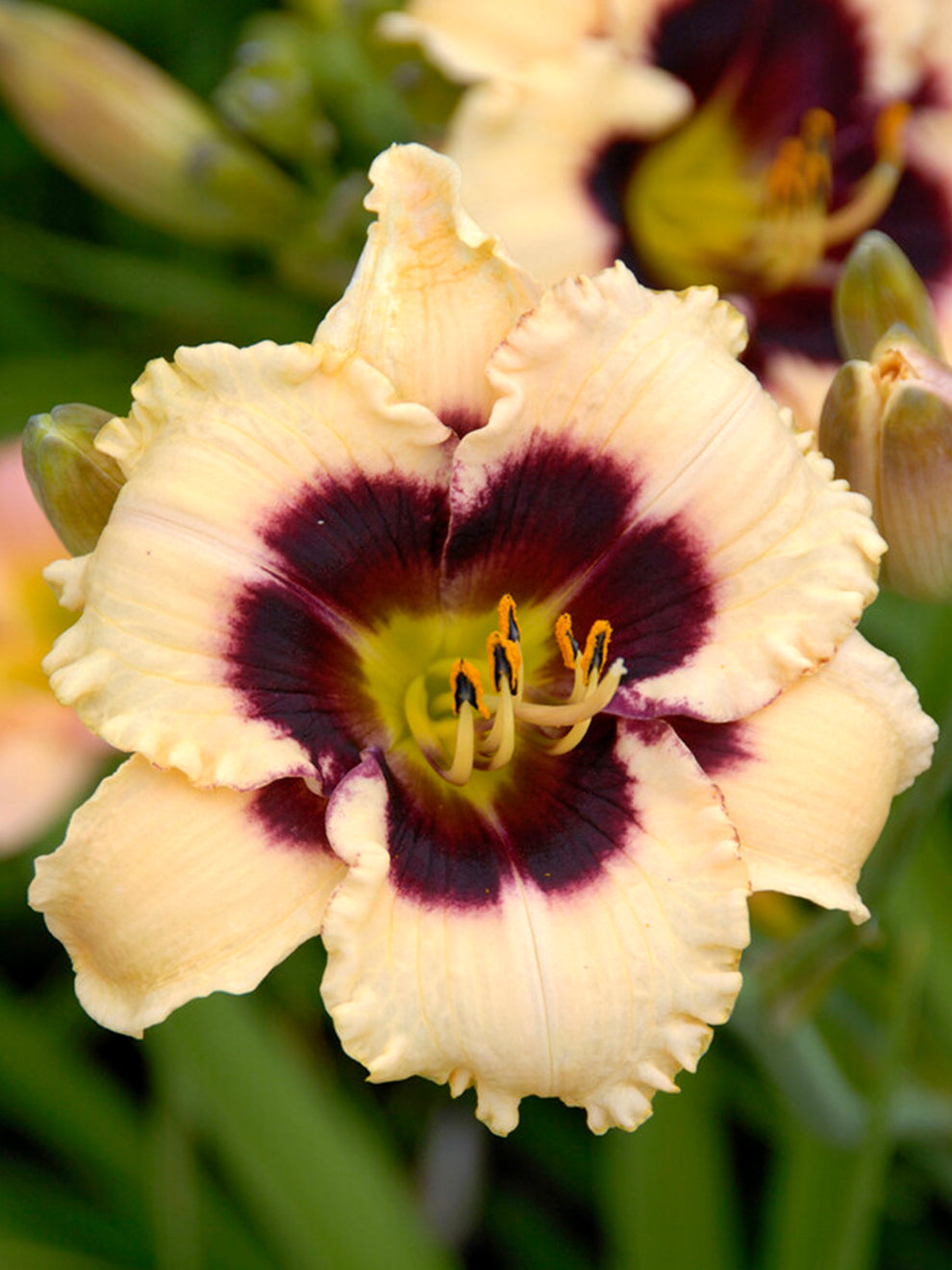 Daylily Piano Man (hemerocallis)