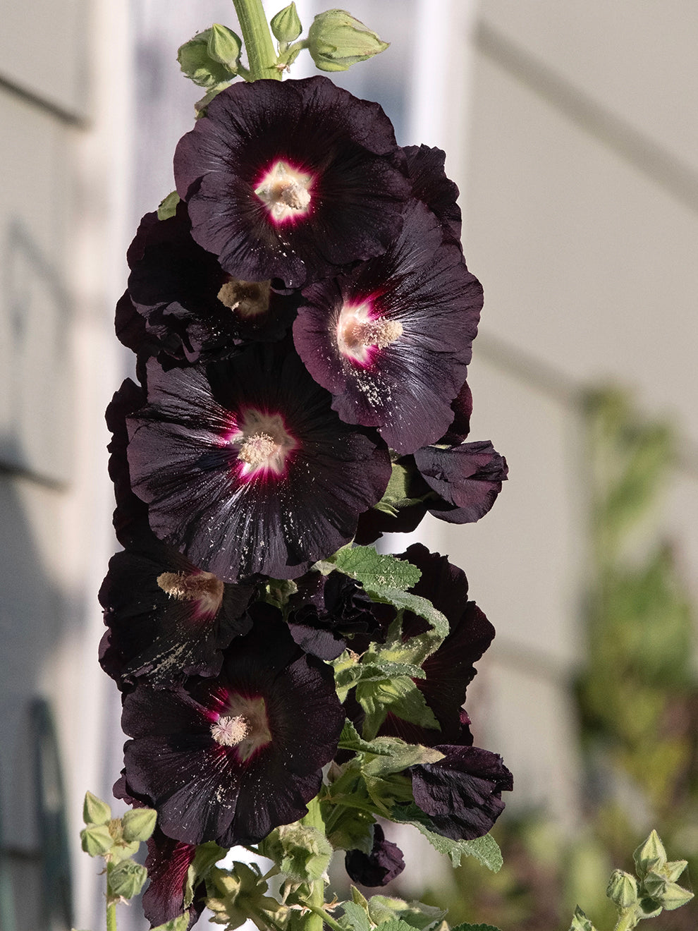 Alcea Rosea Nigra (hollyhock)