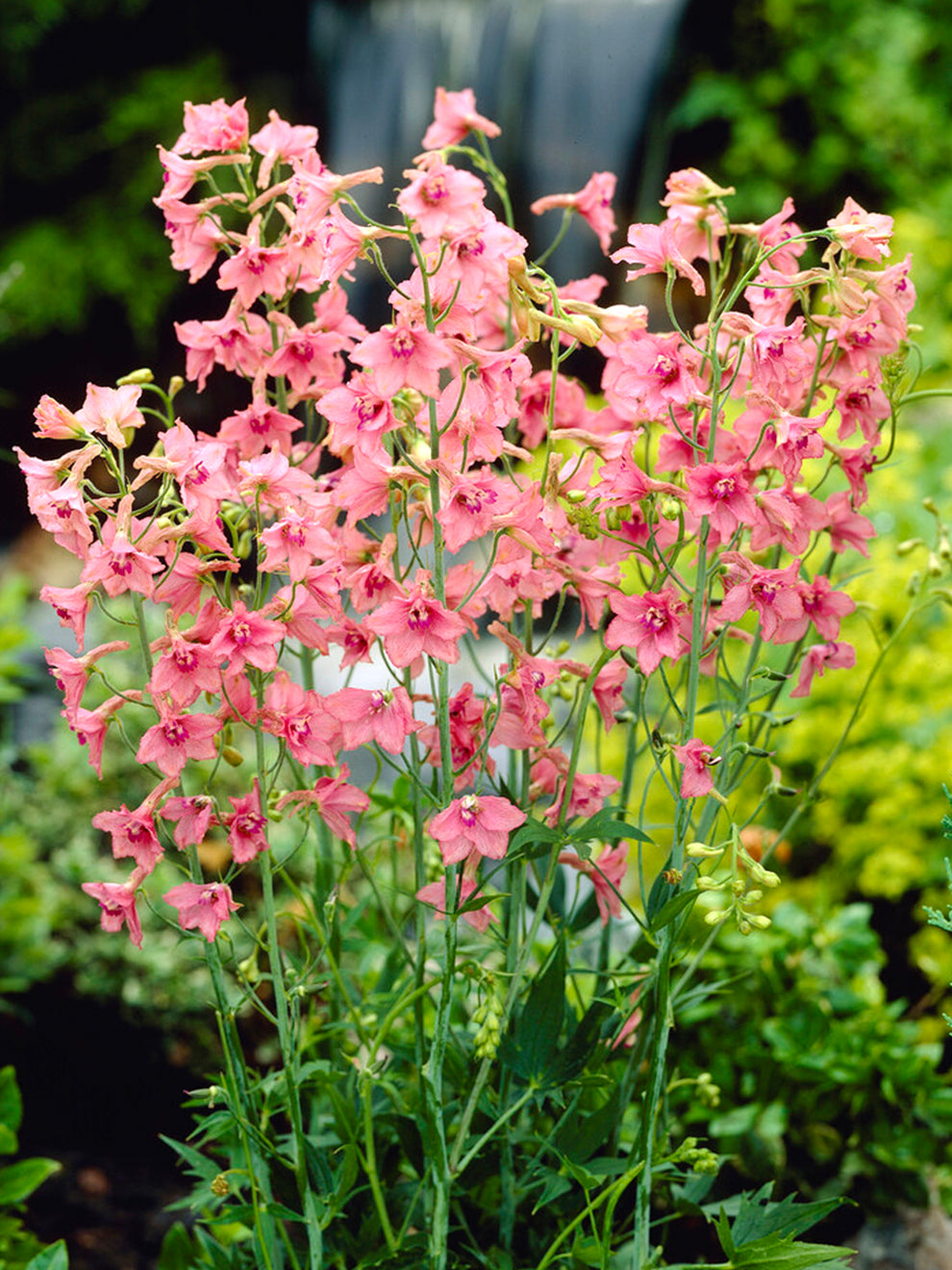 Delphinium Pink Sensation