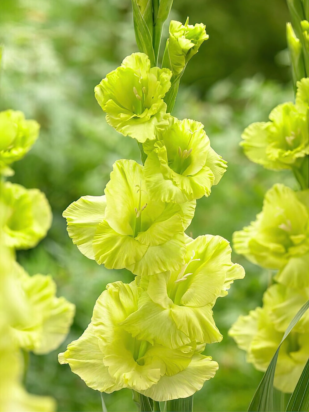 Gladiolus Green Star