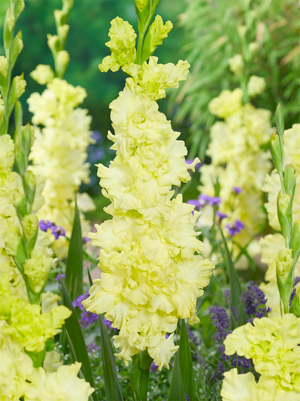 Gladiolus Lemon Ruffle