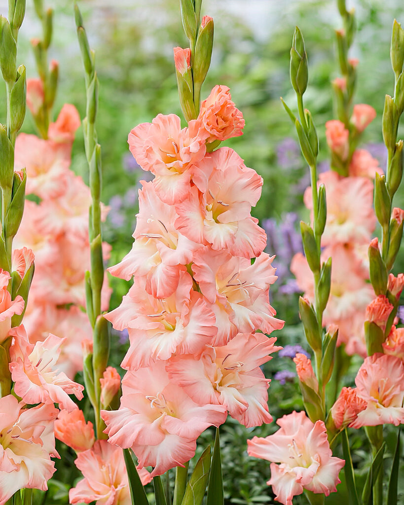 Gladiolus Monte Gordo