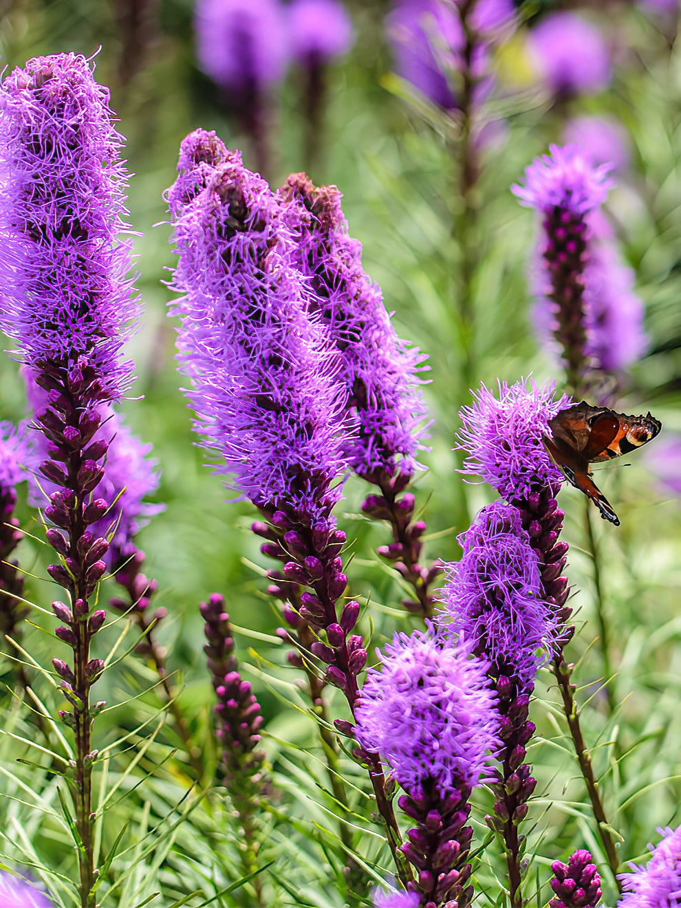 Liatris Spicata