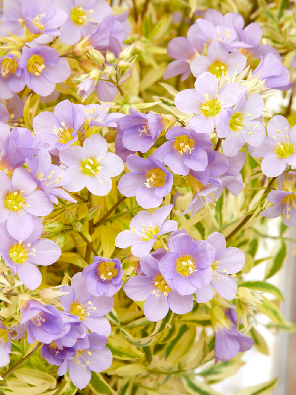 Polemonium Golden Feathers (jacobs Ladder)