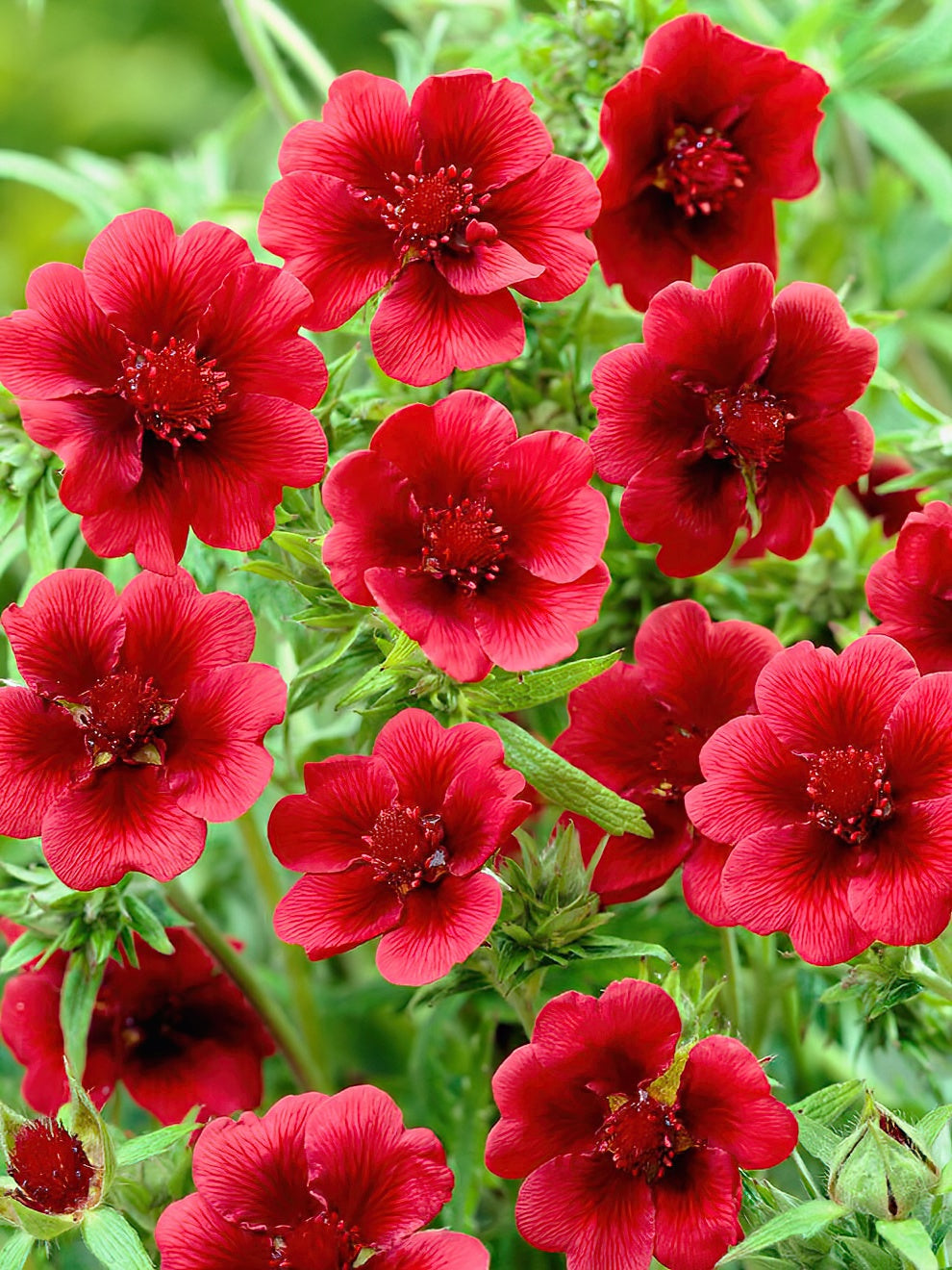 Potentilla Monarch Velvet (cinquefoil)