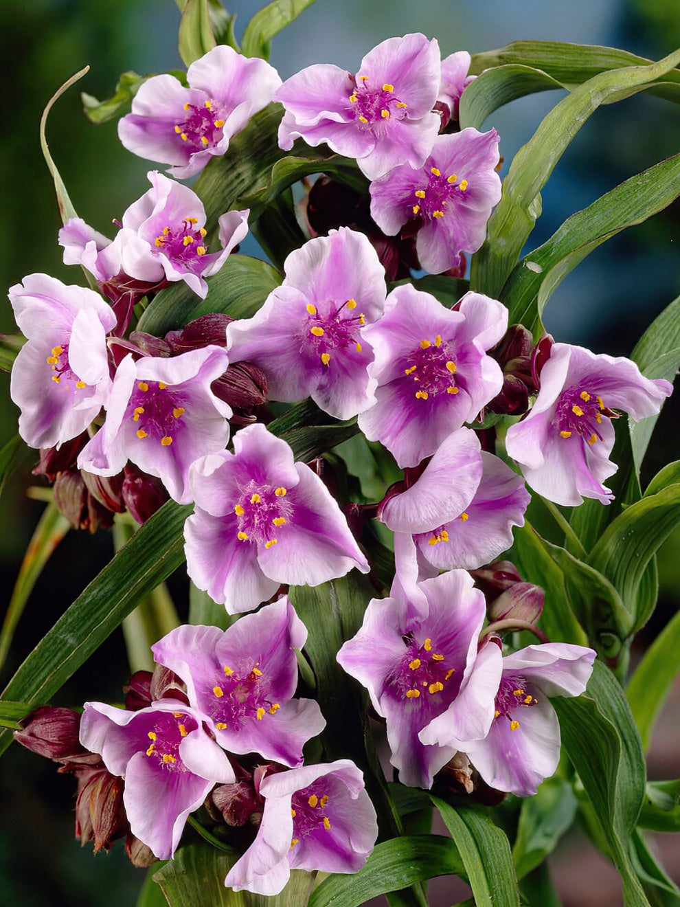 Spiderwort Bilberry Ice (tradescantia)