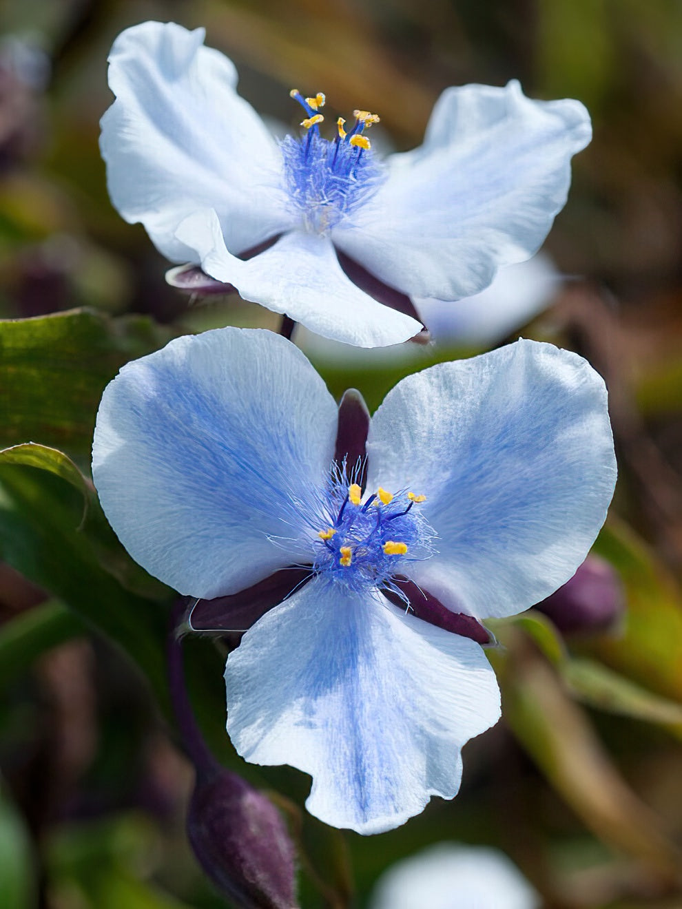 Spiderwort Merlot Clusters (tradescantia)