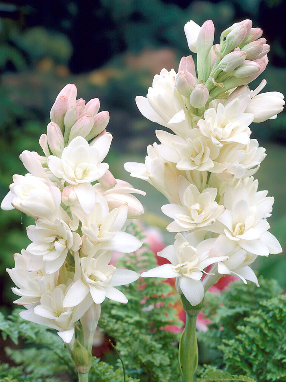 Tuberose The Pearl (polianthes)